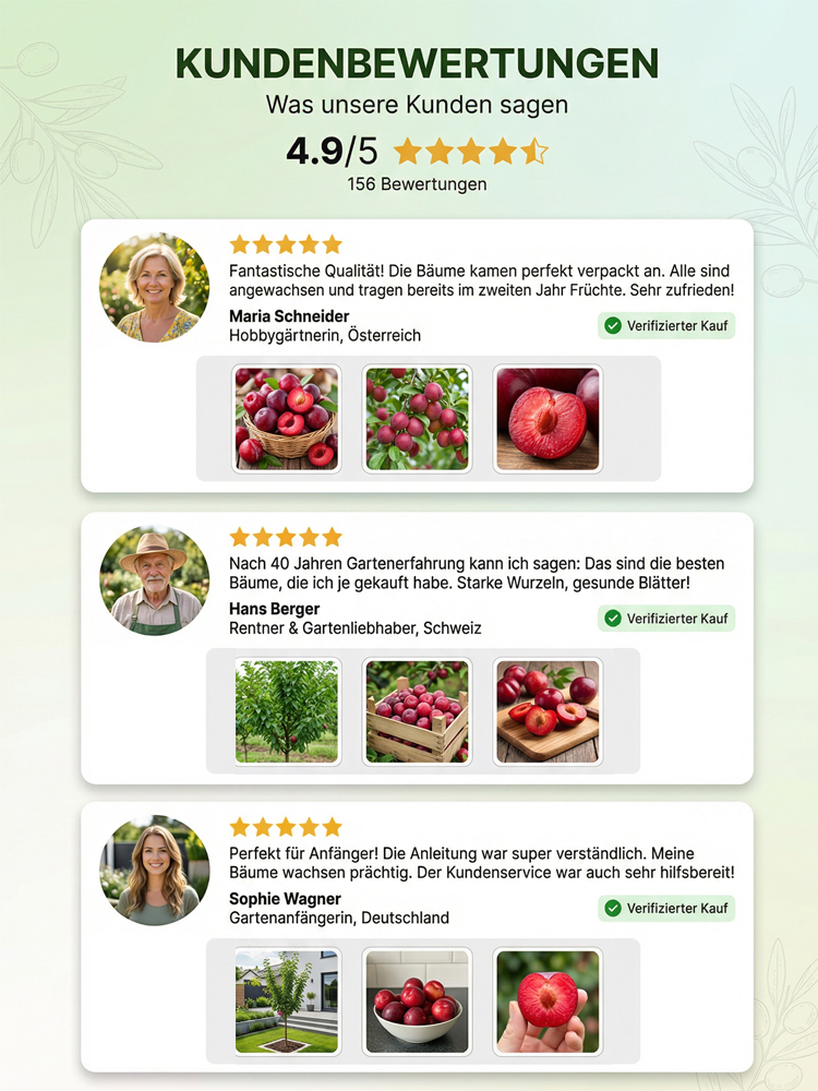 Australischer kernloser  Zuckereisroter Pflaumenbaumsetzling| Winterhart und Ertragreich 🍑🌳