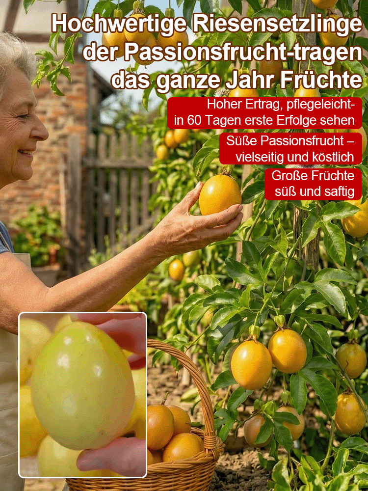 2-jährige Jungpflanze(Winterhart bis -15°C)：Ganzjährige Ernte | 120+ Früchte |100% Anwuchsgarantie！