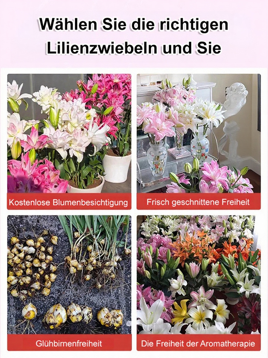 【Risikofreies Pflanzen: Keine Blüte = volle Rückerstattung】Ganzjährig blühende Lilien-Setzlinge: „Sommerkönigin“ – ideal für Balkon und Garten, jetzt zum halben Preis!
