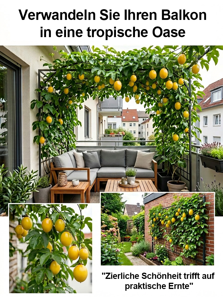 2-jährige Jungpflanze(Winterhart bis -15°C)：Ganzjährige Ernte | 120+ Früchte |100% Anwuchsgarantie！