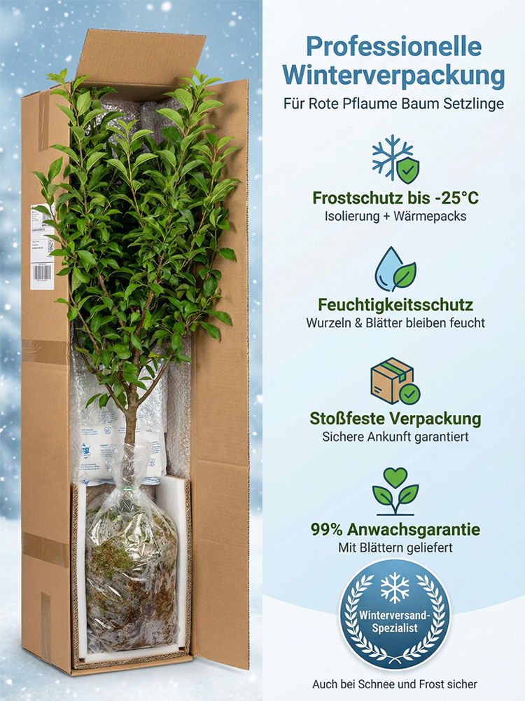 Australischer kernloser  Zuckereisroter Pflaumenbaumsetzling| Winterhart und Ertragreich 🍑🌳