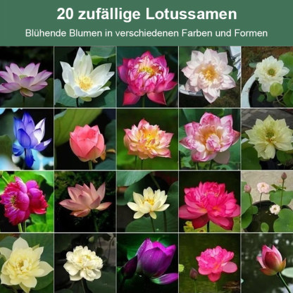 【Transport und Reichtum】Samen für wassergezogene Lotosblumen