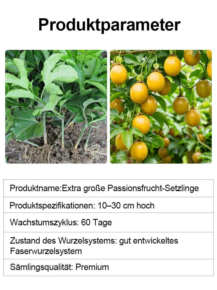 2-jährige Jungpflanze(Winterhart bis -15°C)：Ganzjährige Ernte | 120+ Früchte |100% Anwuchsgarantie！