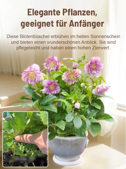 🌹 Blüht bei -15°C! Der Gefüllter Hof, winterhart, schattentolerant, Weihnachtsrosemit Knospen, Eisenstab-Pflanzensetzling keimt in 3 Tagen 🌱  reinigt die Luft! ❄️ Jetzt pflanzen für Weihnachten! 🎄✨