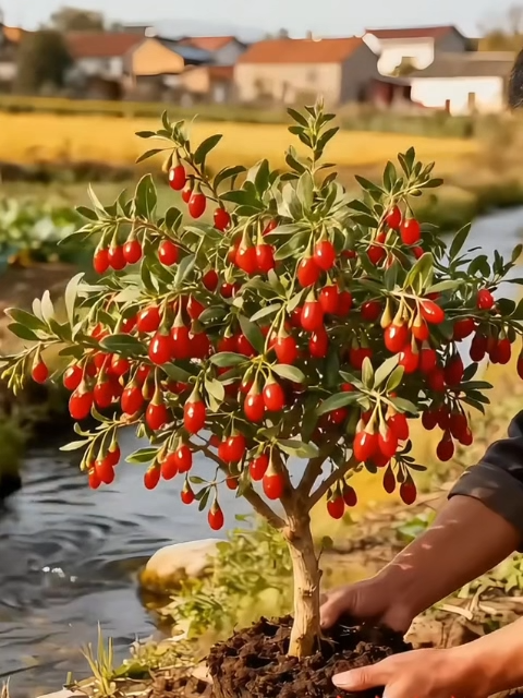 【Exklusives 1+1 Gratis】Dwarf Goji-Setzling | Versandkostenfrei in DE | Ihr privater Vital-Garten | 95% Anwuchsgarantie | Ernte bereits im Juli✨