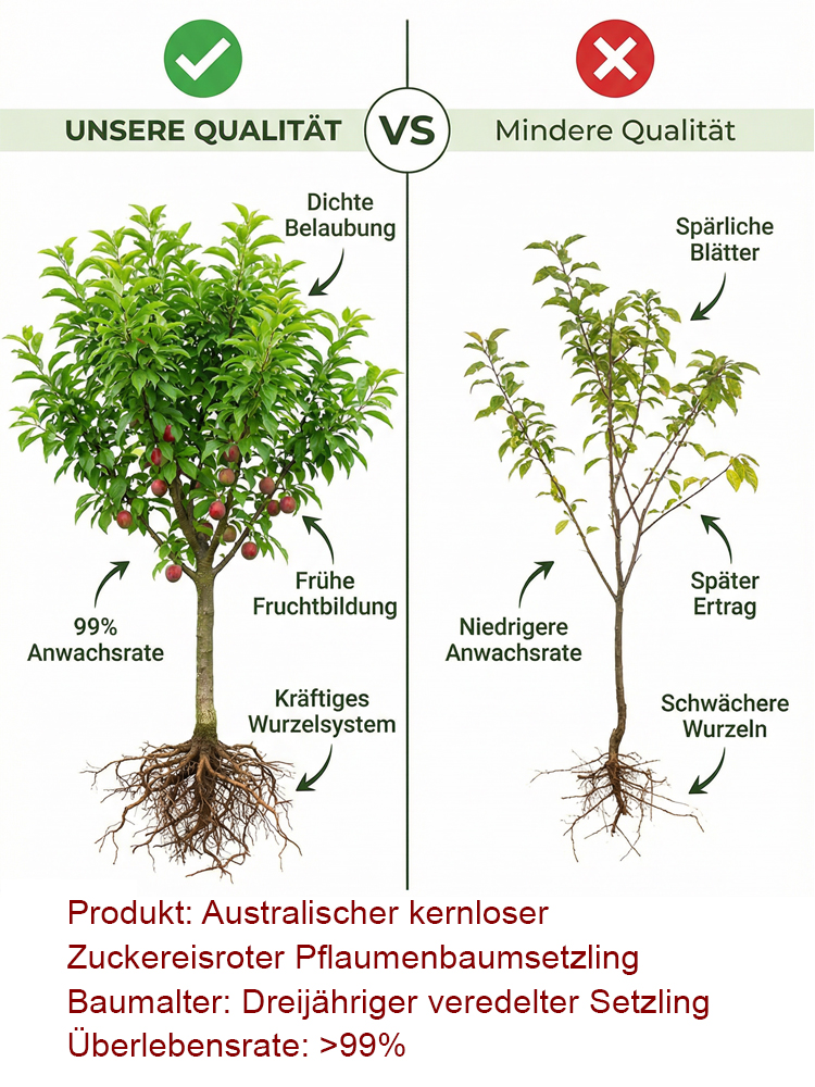 Australischer kernloser  Zuckereisroter Pflaumenbaumsetzling| Winterhart und Ertragreich 🍑🌳
