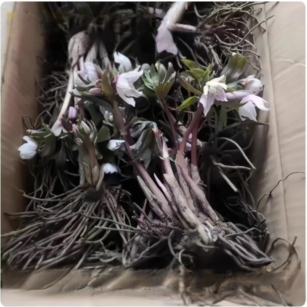 🌹 Blüht bei -15°C! Der Gefüllter Hof, winterhart, schattentolerant, Weihnachtsrosemit Knospen, Eisenstab-Pflanzensetzling keimt in 3 Tagen 🌱 reinigt die Luft! ❄️ Jetzt pflanzen für Weihnachten! 🎄✨