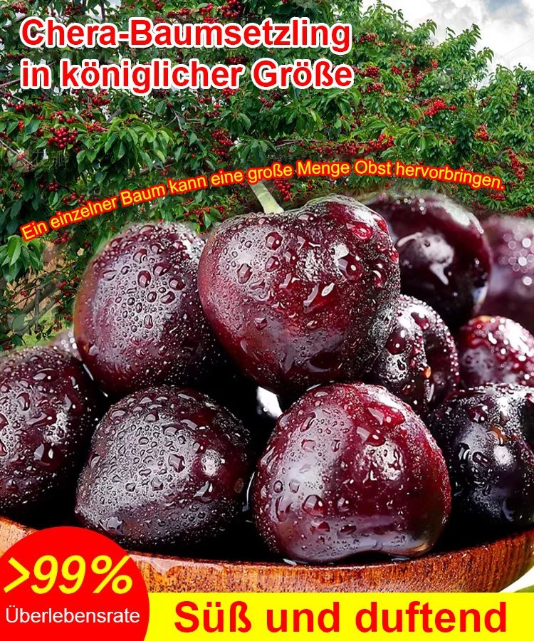 【Britische Royal-Selektion】Premium Kirschbaum-Set|Selbstbefruchter・Resistent|Größer als Tischtennisbälle|Jetzt säen für die Ernte im April