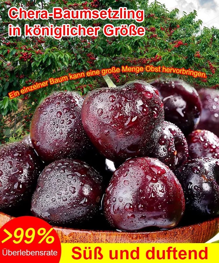 【Britische Royal-Selektion】Premium Kirschbaum-Set|Selbstbefruchter・Resistent|Größer als Tischtennisbälle|Jetzt säen für die Ernte im April