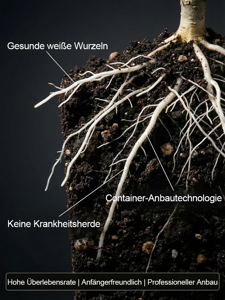 2-jährige Jungpflanze(Winterhart bis -15°C)：Ganzjährige Ernte | 120+ Früchte |100% Anwuchsgarantie！