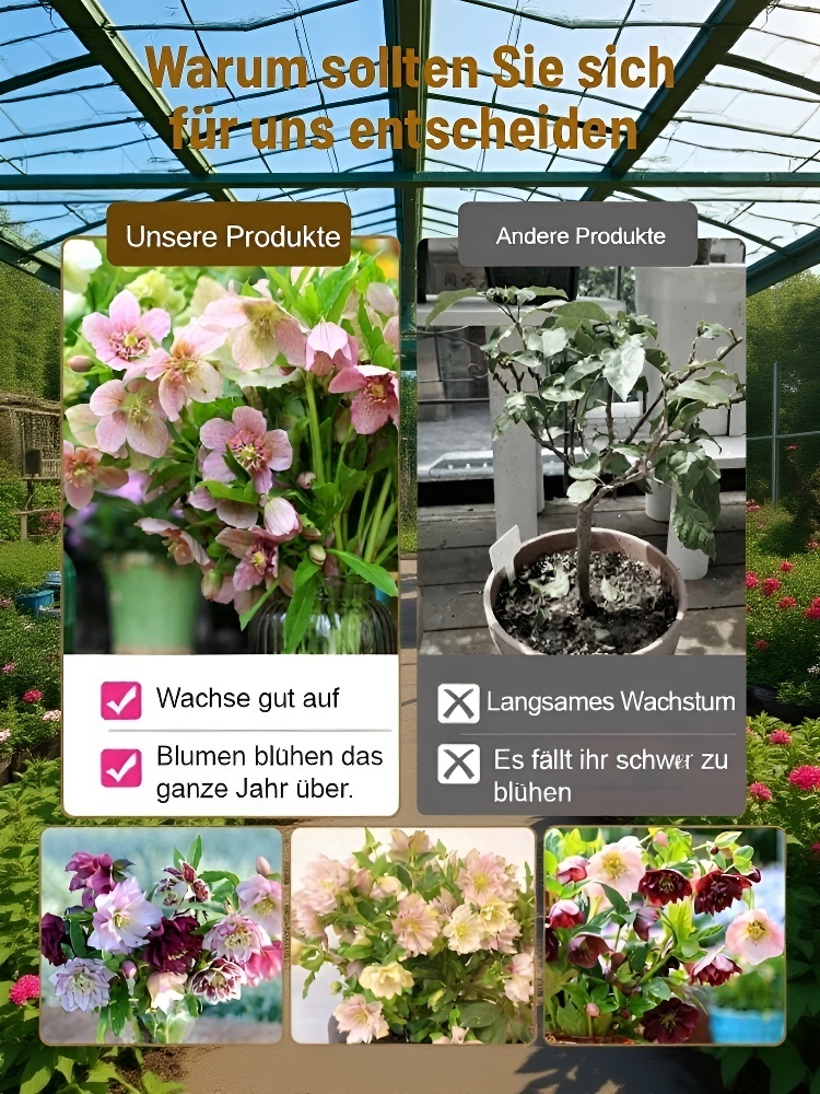 🌹 Blüht bei -15°C! Der Gefüllter Hof, winterhart, schattentolerant, Weihnachtsrosemit Knospen, Eisenstab-Pflanzensetzling keimt in 3 Tagen 🌱  reinigt die Luft! ❄️ Jetzt pflanzen für Weihnachten! 🎄✨