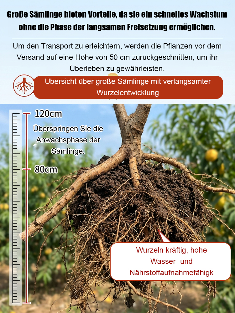 Premium Pfirsichbaum "Golden Glory" (Profi-Veredelung)– Winterhart bis -32°C, Selbstfruchtend & Ernte im 1. Jahr (2-jähriger Baum)