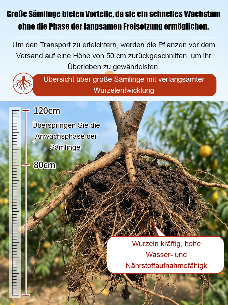 Premium Pfirsichbaum "Golden Glory" (Profi-Veredelung)– Winterhart bis -32°C, Selbstfruchtend & Ernte im 1. Jahr (2-jähriger Baum)
