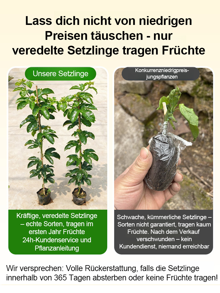 2-jährige Jungpflanze(Winterhart bis -15°C)：Ganzjährige Ernte | 120+ Früchte |100% Anwuchsgarantie！
