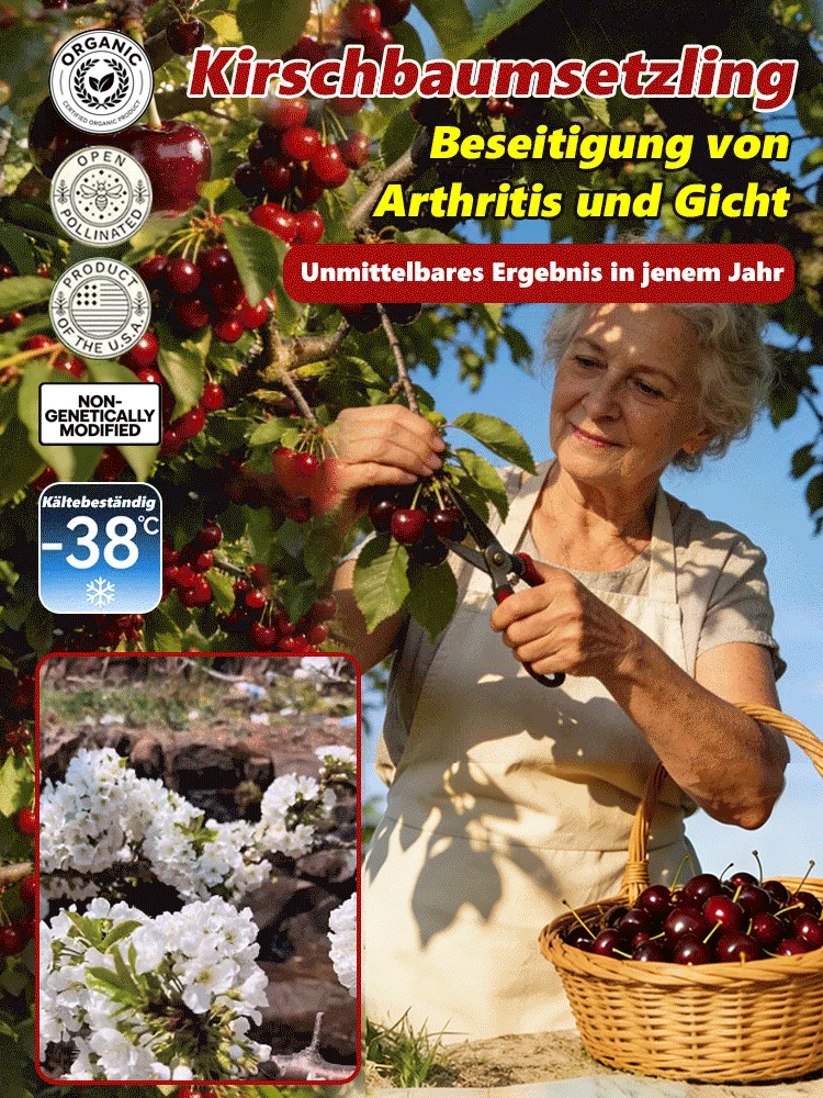 【100% Anwachsgarantie】4J XXL Zwergkirsche | Ernte im 1. Jahr | Ideal für Haus & Garten | -20°C Winterhart | 1 Kaufen + 1 GRATIS 🍒