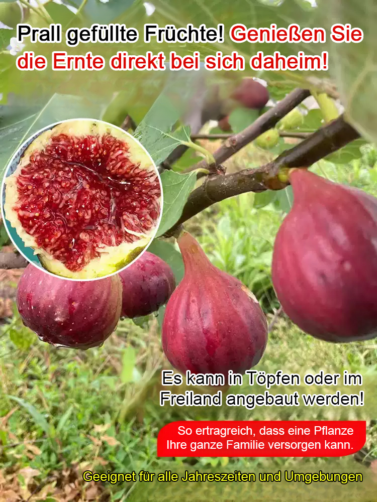 【100% Anwachsgarantie】2 Jahre alter Griechischer Feigenbaum | Winterhart bis -20°C | Ideal für Balkon und Garten | Ernte schon im Sommer 🟣🌳