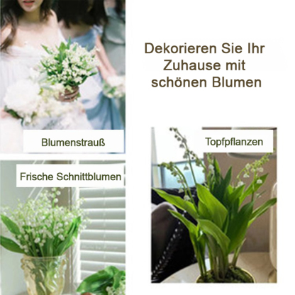 [💣Die Parfümbombe der Natur💣] Maiglöckchenblüten - Hinweis: 5 Stück pro Beutel verpackt