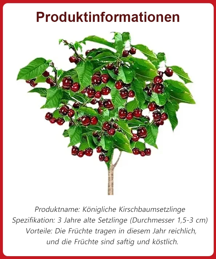 【Britische Royal-Selektion】Premium Kirschbaum-Set|Selbstbefruchter・Resistent|Größer als Tischtennisbälle|Jetzt säen für die Ernte im April
