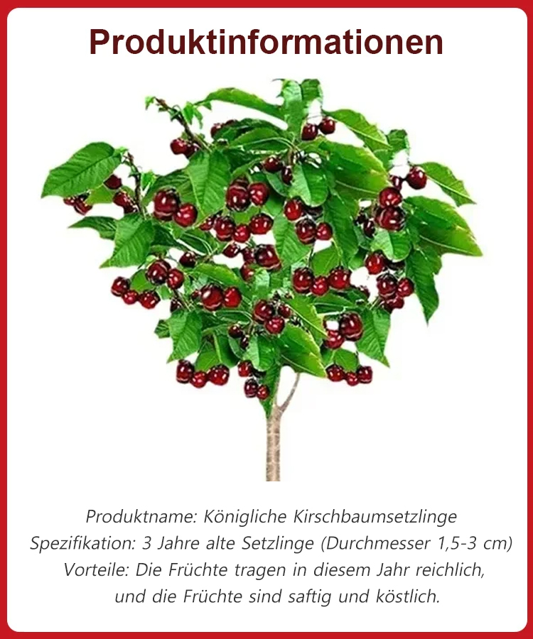 【Britische Royal-Selektion】Premium Kirschbaum-Set|Selbstbefruchter・Resistent|Größer als Tischtennisbälle|Jetzt säen für die Ernte im April