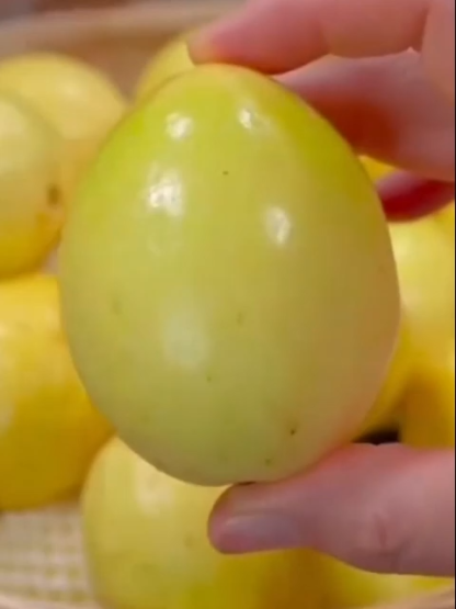 Premium Passionsfrucht-Pflanze (Maracuja) – Absolut winterhart bis -15°C, Schnellwachsend & inkl. 100% Anwuchsgarantie