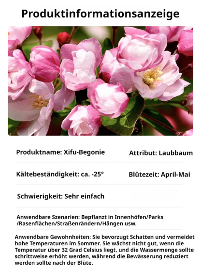 Die Königin der Blumen【Hängende Apfelblüten-Samen】Vier Jahreszeiten geeignet