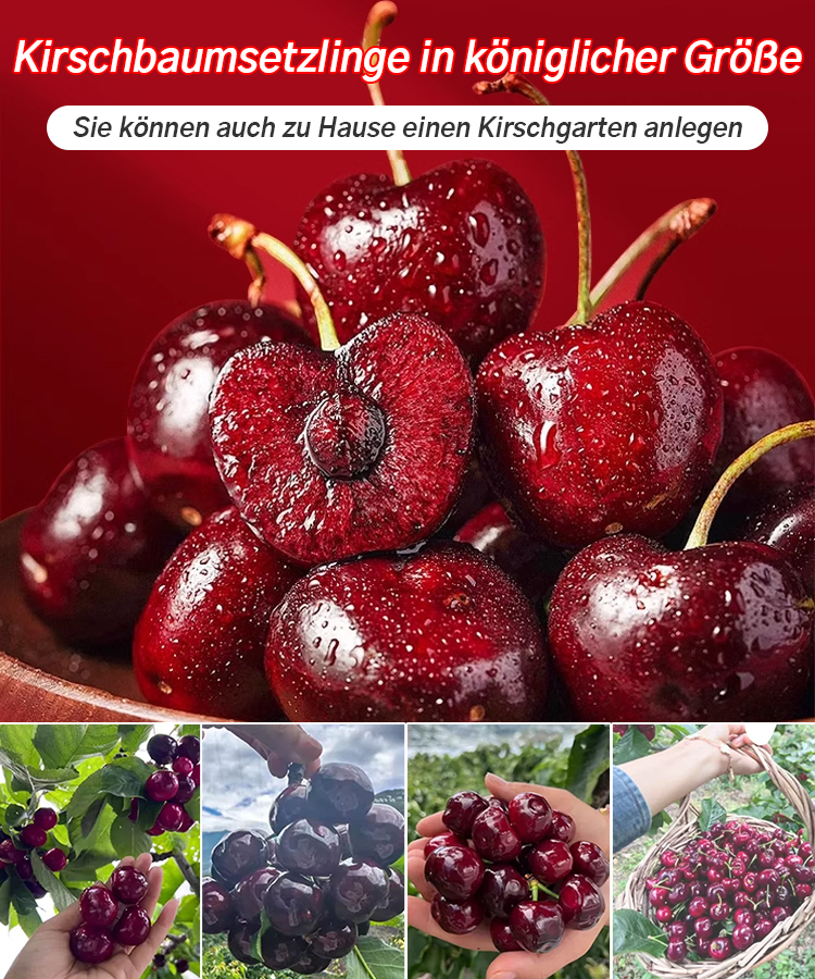 【Britische Royal-Selektion】Premium Kirschbaum-Set|Selbstbefruchter・Resistent|Größer als Tischtennisbälle|Jetzt säen für die Ernte im April