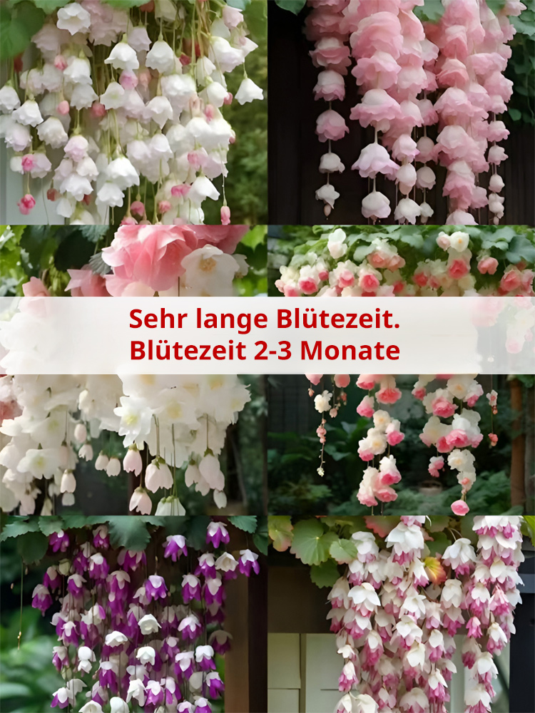 Die Königin der Blumen【Hängende Apfelblüten-Samen】Vier Jahreszeiten geeignet