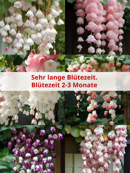 Die Königin der Blumen【Hängende Apfelblüten-Samen】Vier Jahreszeiten geeignet