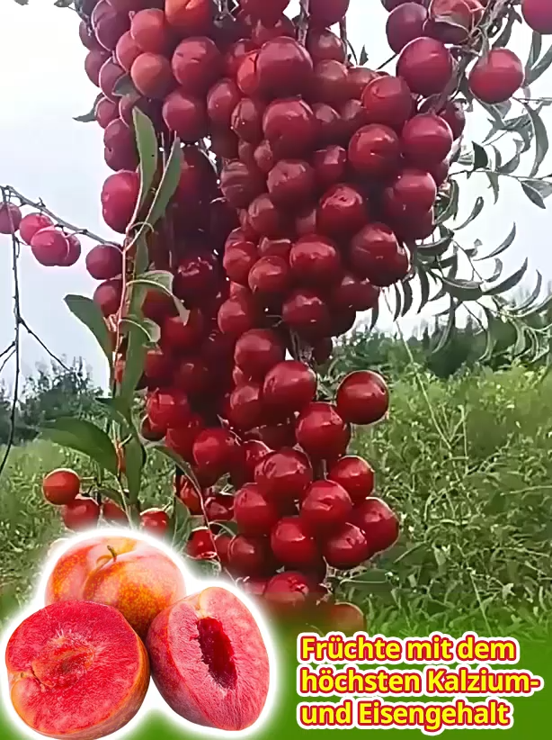 【Nur 200 Stück: 1 kaufen, 1 gratis】 Zweijährige, ausgereifte Jungbäume – direkt von der Baumschule ❤️ Jetzt pflanzen, Ernte ab Mai! Bis zu 80 kg Früchte pro Baum und Jahr.