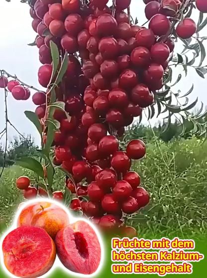 【Nur 200 Stück: 1 kaufen, 1 gratis】 Zweijährige, ausgereifte Jungbäume – direkt von der Baumschule ❤️ Jetzt pflanzen, Ernte ab Mai! Bis zu 80 kg Früchte pro Baum und Jahr.