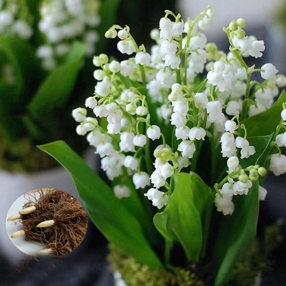 [Die Parfümbombe der Natur] Maiglöckchenblüten - Hinweis: 5 Stück pro Beutel verpackt
