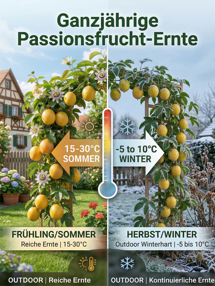 2-jährige Jungpflanze(Winterhart bis -15°C)：Ganzjährige Ernte | 120+ Früchte |100% Anwuchsgarantie！