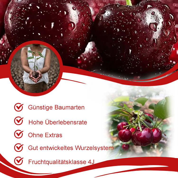 Chilenische 4 JUMBO 'Rubin'-Kirschen