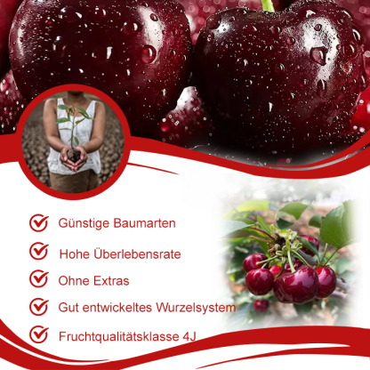 Chilenische 4 JUMBO 'Rubin'-Kirschen