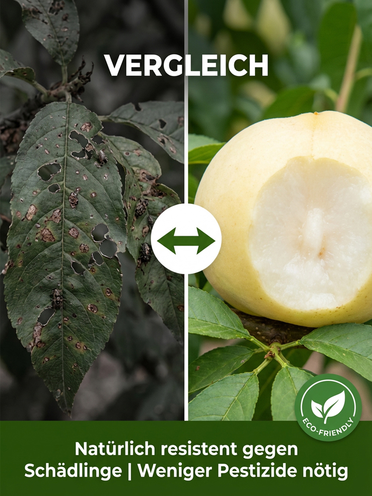 Premium Pfirsichbaum "Golden Glory" (Profi-Veredelung)– Winterhart bis -32°C, Selbstfruchtend & Ernte im 1. Jahr (2-jähriger Baum)