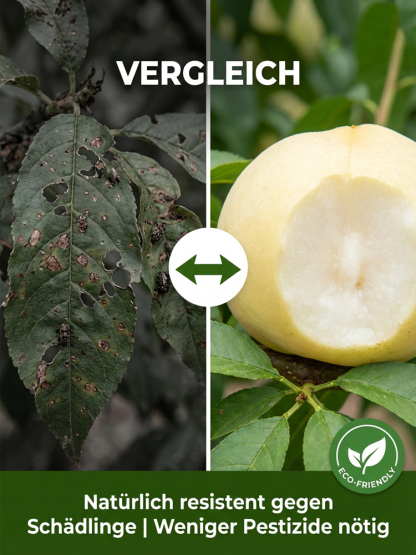 Premium Pfirsichbaum "Golden Glory" (Profi-Veredelung)– Winterhart bis -32°C, Selbstfruchtend & Ernte im 1. Jahr (2-jähriger Baum)