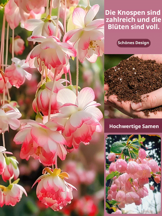 Die Königin der Blumen【Hängende Apfelblüten-Samen】Vier Jahreszeiten geeignet