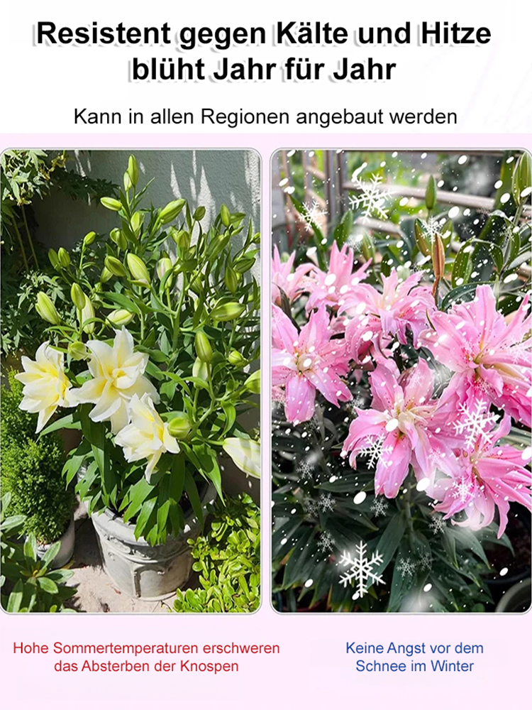【Risikofreies Pflanzen: Keine Blüte = volle Rückerstattung】Ganzjährig blühende Lilien-Setzlinge: „Sommerkönigin“ – ideal für Balkon und Garten, jetzt zum halben Preis!