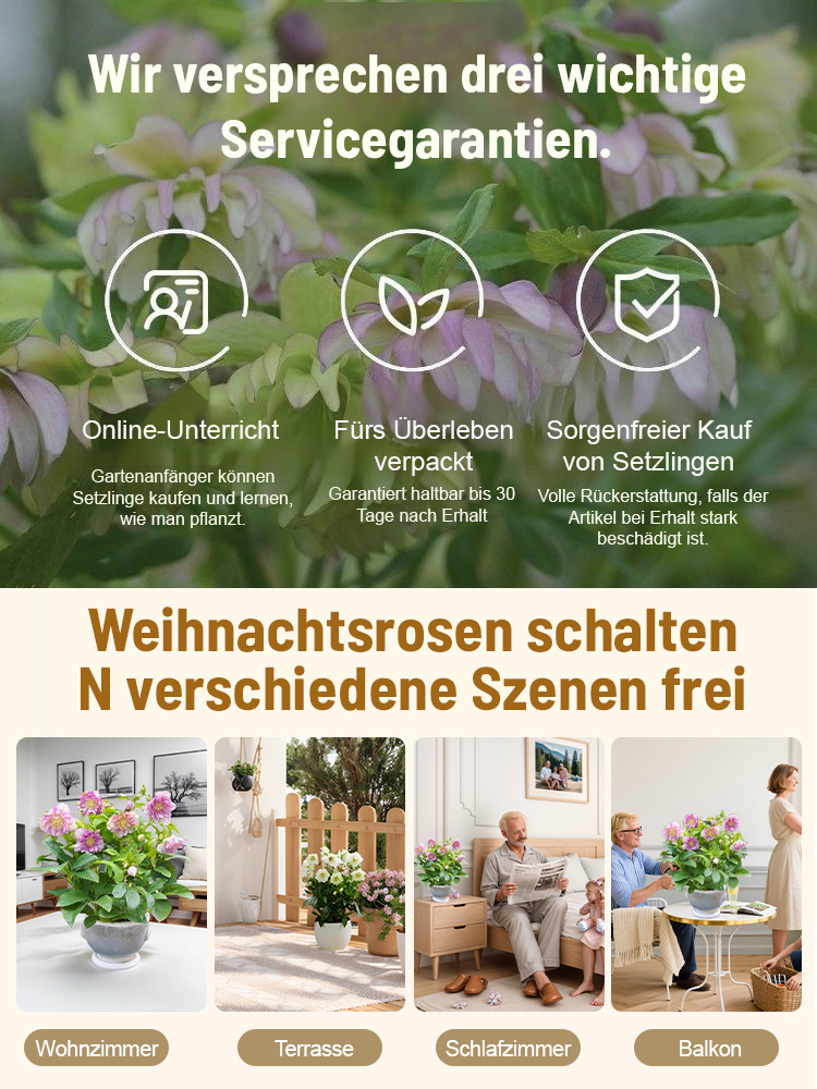 🌹 Blüht bei -15°C! Der Gefüllter Hof, winterhart, schattentolerant, Weihnachtsrosemit Knospen, Eisenstab-Pflanzensetzling keimt in 3 Tagen 🌱  reinigt die Luft! ❄️ Jetzt pflanzen für Weihnachten! 🎄✨