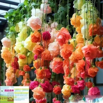 Die Königin der Blumen【Hängende Apfelblüten-Samen】Vier Jahreszeiten geeignet