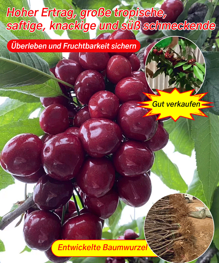 【Britische Royal-Selektion】Premium Kirschbaum-Set|Selbstbefruchter・Resistent|Größer als Tischtennisbälle|Jetzt säen für die Ernte im April