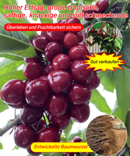 【Britische Royal-Selektion】Premium Kirschbaum-Set|Selbstbefruchter・Resistent|Größer als Tischtennisbälle|Jetzt säen für die Ernte im April
