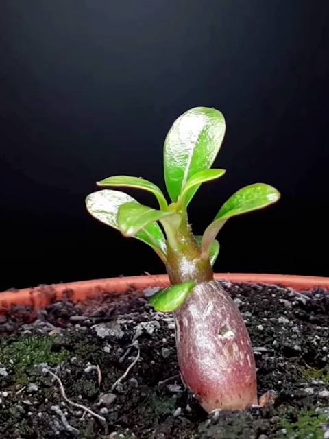 【25 Tage bis zur Blüte】Wüstenrose Knolle mit Trieb 🌺 | -20°C bis 40°C Extrem Robust | 300 Tage Dauerblüher | 100 Jahre Lebensdauer | Mit 100% Anwachsgarantie