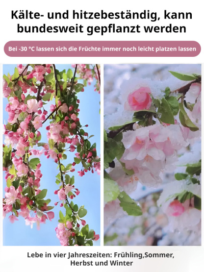 Die Königin der Blumen【Hängende Apfelblüten-Samen】Vier Jahreszeiten geeignet