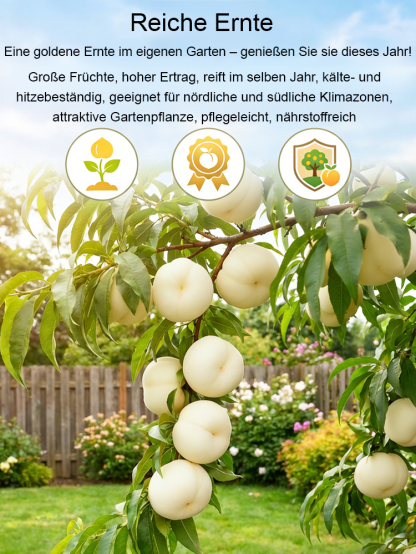 Premium Pfirsichbaum "Golden Glory" (Profi-Veredelung)– Winterhart bis -32°C, Selbstfruchtend & Ernte im 1. Jahr (2-jähriger Baum)