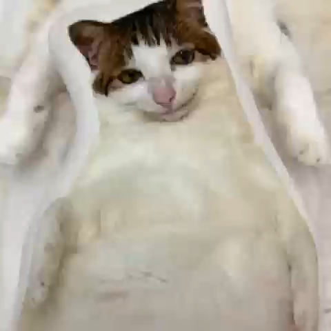 Custom Pillow Shaped Pet Pillow Personalized Pet Head Face Plush Pillow Funny Home Decor