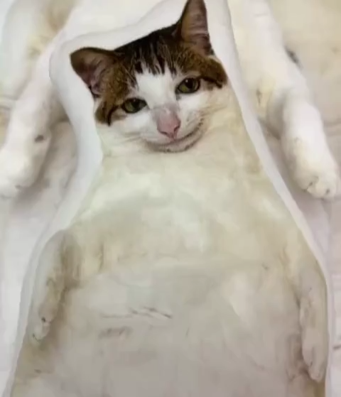 Custom 3D Photo Pillow Personalized Picture Printing Pet and Loved Ones Memorial Pillow Perfect Gift for Christmas