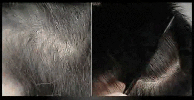 1_39.gif