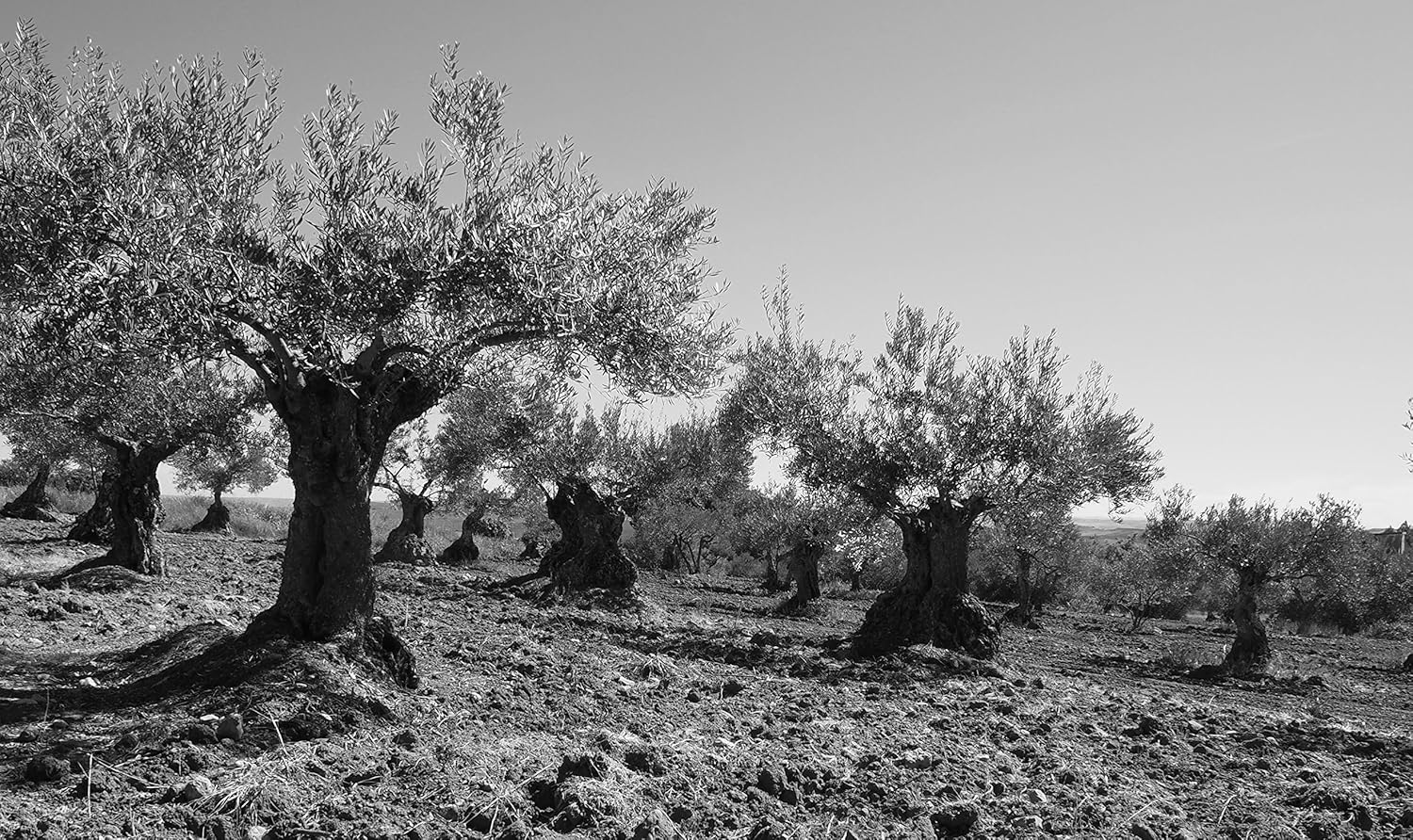 Aceite de oliva Virgen Extra 3l AOVE ECOLOGICO Primer prensado en frio Primera Prensada Cosecha temprana Rico en Biofenoles Rico en Oleocanthal Lata 3 litros Aceituna en envero