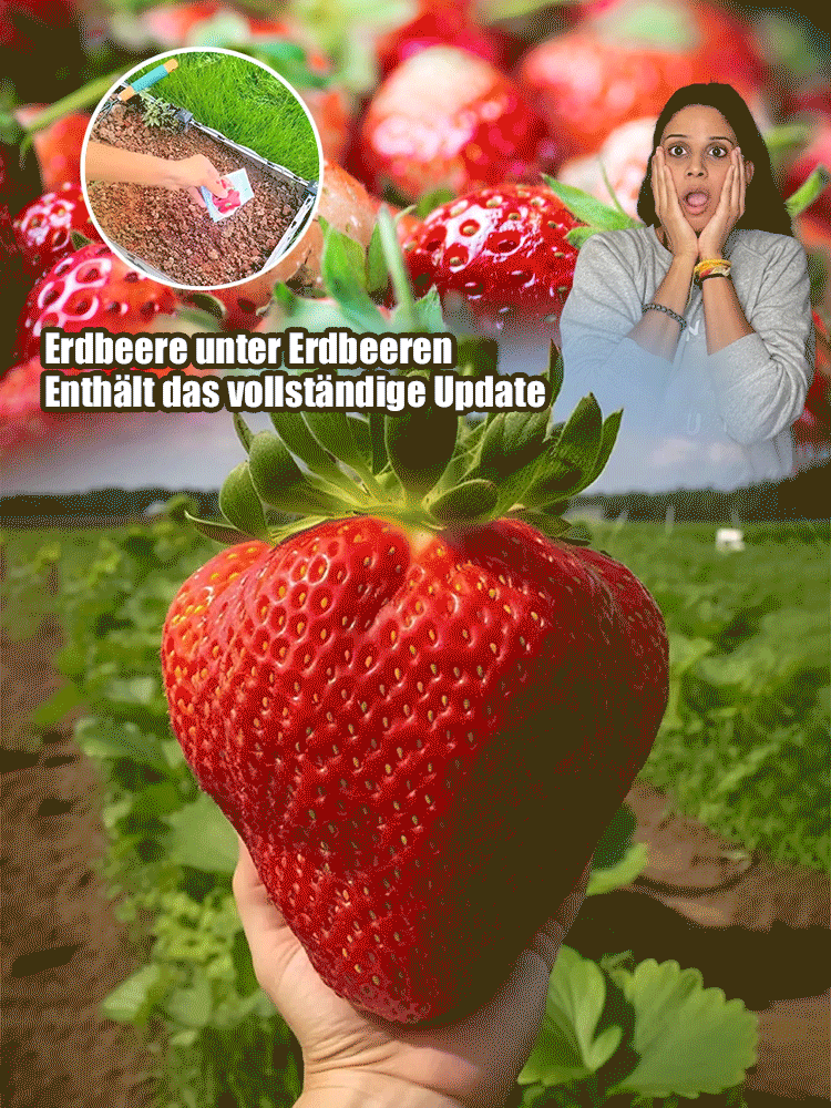 Nur 35 Euro! Deutsche Erdbeerpflanzen – leicht anzubauen & ertragreich! Auch Anfänger können es schaffen 🍓